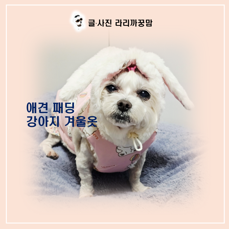  메가주 특가 득템! 핑크 토끼 애견 패딩, 가격 대비 만족도 200% 솔직 리뷰!