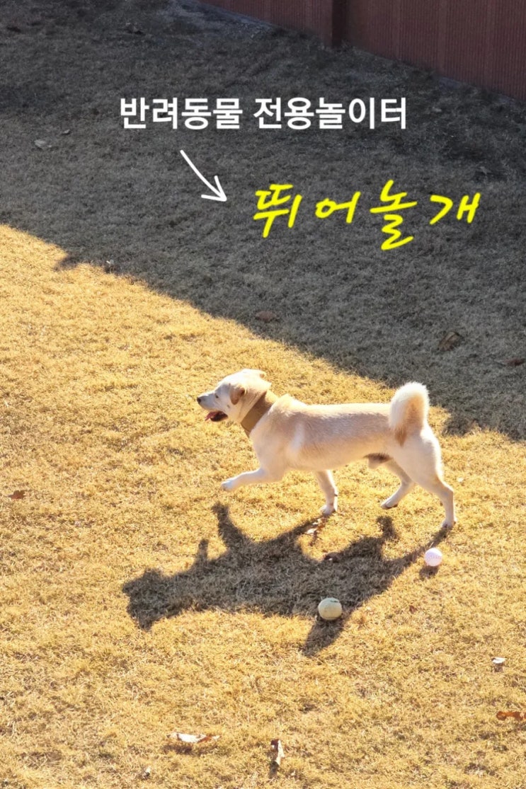  뛰어놀개 프라이빗 애견운동장 | 반려견 스트레스 날리는 독채 대관 양평 애견동반 여행
