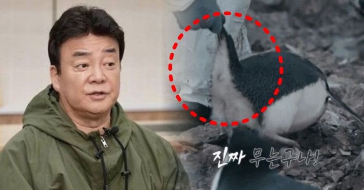 <b>남극의 셰프</b>' 동물 학대 <b>논란</b>에 "출연자 아닌 연구원이 <b>펭귄</b>... 