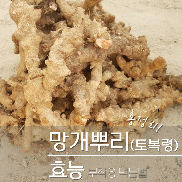  망개뿌리 효능 부작용 먹는법 토복령