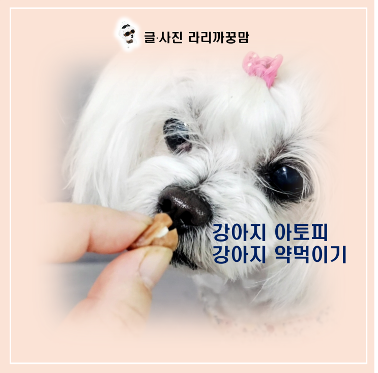  강아지 아토피 약먹이기 스트레스 없이 해결한 현실 꿀팁