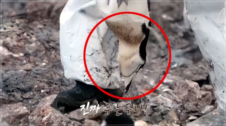 <b>남극의 셰프</b> 동물학대 <b>논란</b>…이번엔 3화 <b>펭귄</b> 꼬리 잡고... 