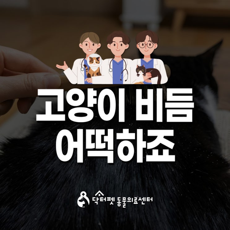  냥이 빗겨주는데 비듬이 보여요 어떻게 각질 관리하죠? 부산 고양이 친화병원
