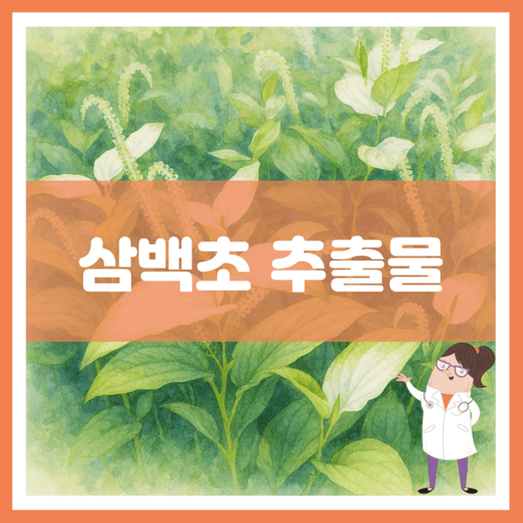  삼백초 추출물 효능 섭취방법 부작용