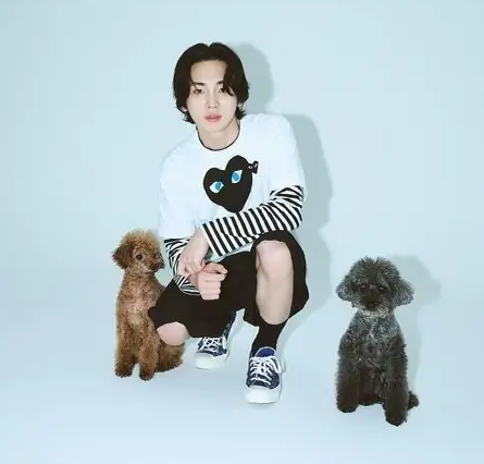 SHINee Key的狗狗Comme des Garçons玩具貴賓犬：性格、特徵與飼養注意事項