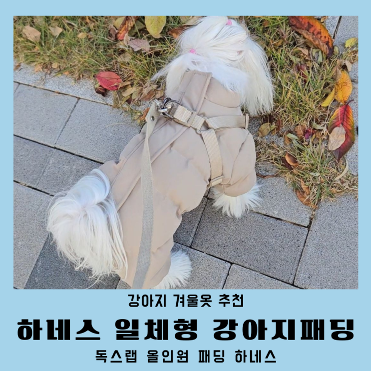  강아지 올인원 패딩 하네스 독스랩 겨울옷