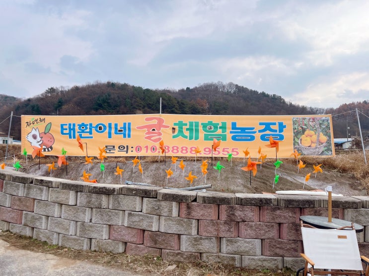   태환이네 귤농장 | 아이들과 귤따기 체험 후기