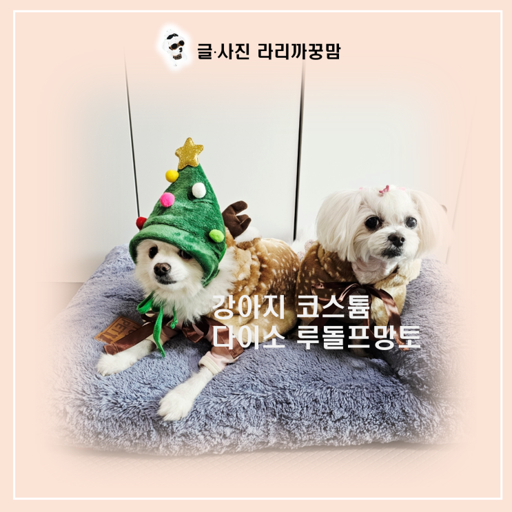  다이소 크리스마스 강아지 코스튬 득템! 루돌프 옷 S사이즈 3kg대 꿍이한테도 찰떡? (feat. 밤비 M사이즈 찐 착용 후기!)