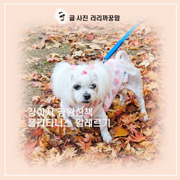  강아지 산책 중 꼭 확인해야 할 나무 한 종류… 우리도 몰라서 고생했어요