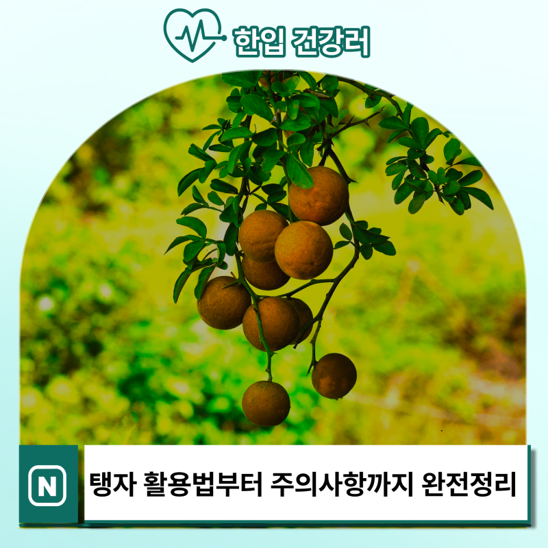 탱자 효능 칼로리 꼭 알아야 할 섭취 주의사항은?