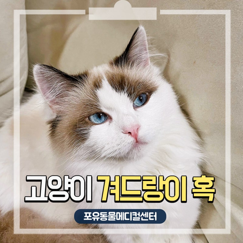 고양이 겨드랑이 혹 말랑하면 지방종일까요?