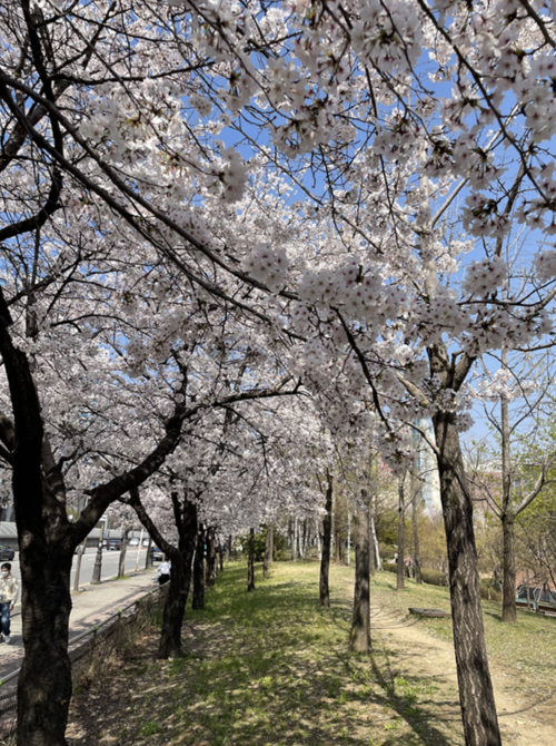  암환자 산정특례시 왕뜸 비용은? 용인 동백 자연한의원