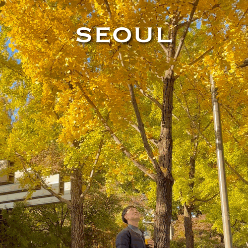[서울숲 단풍 명소] 사진스팟 3곳 위치와 가는법! 11월 실시간 현황(주차 꿀팁 총정리)