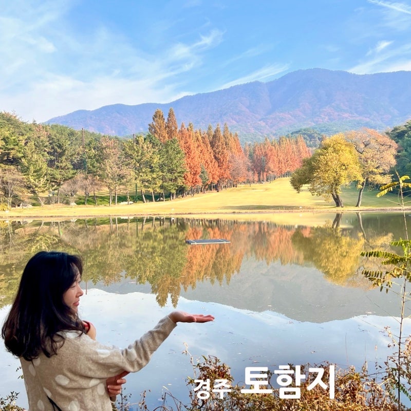 경주 단풍 명소 토함지 11월 12월 메타세콰이어 이국적 풍경 & 반영 사진 후기