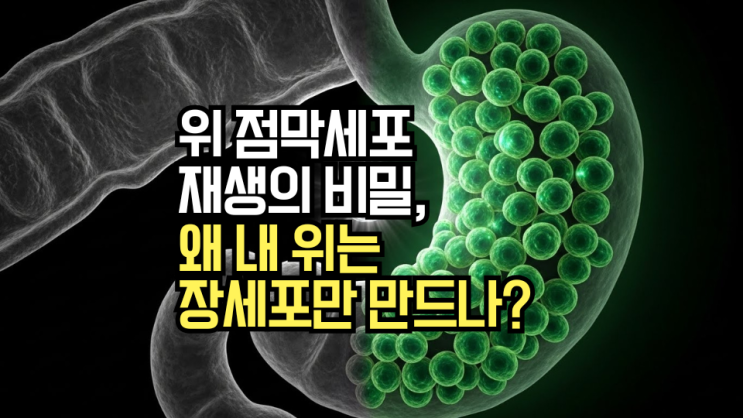  장상피화생 5년 경과, 회복은 불가능할까요? 위 점막세포 재생의 '놀라운 비밀'과 회복 시작 시점