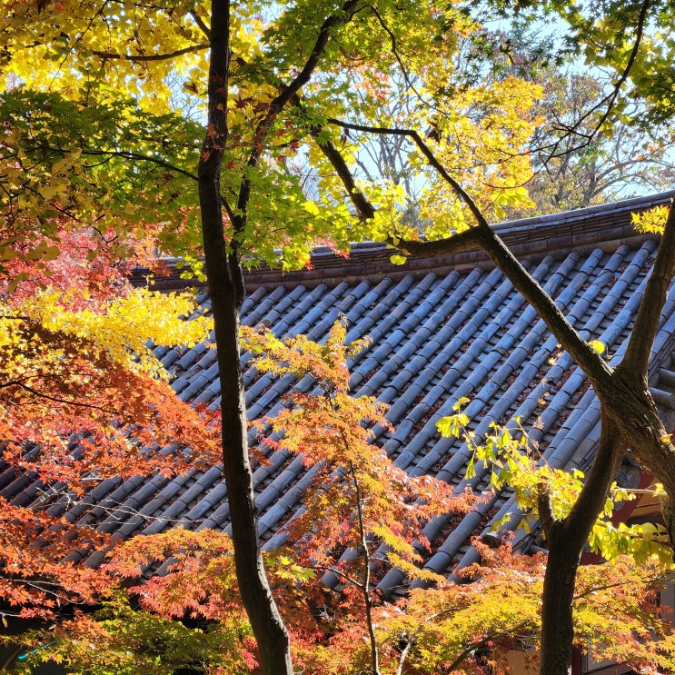  생각보다 따뜻하고, 단풍의 절정이었던 경주