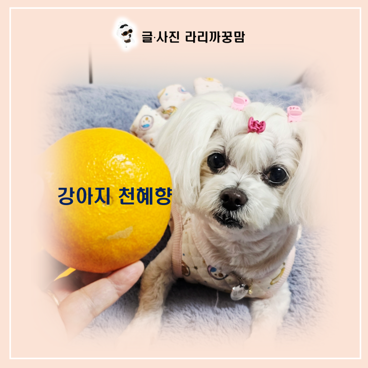  겨울철 면역력 챙기기! 천혜향의 어떤 영양소가 우리 댕댕이에게 좋을까요?