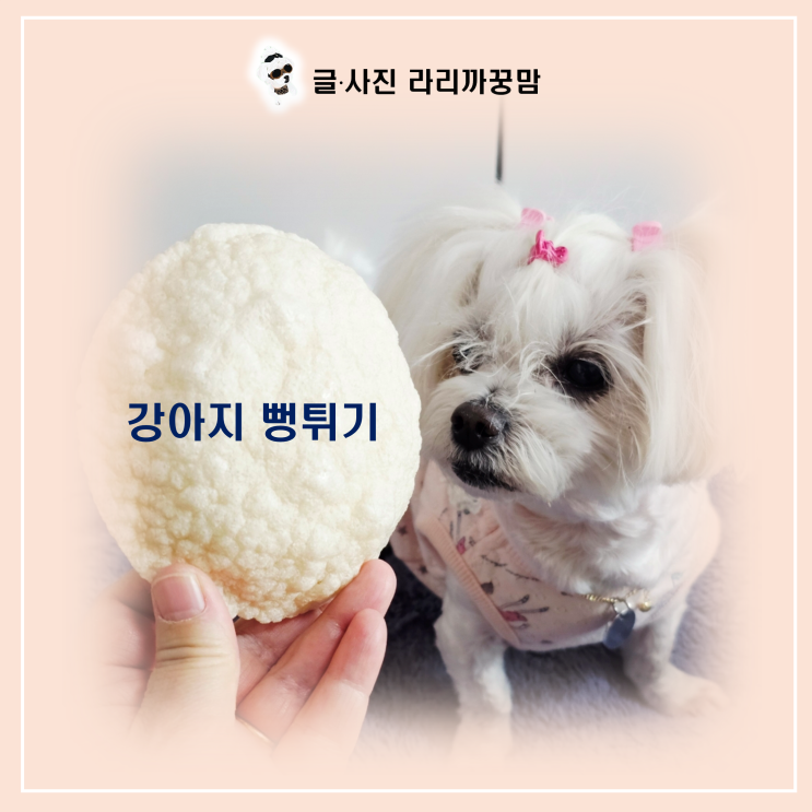  강아지 뻥튀기, 어떤 재료로 만든 것이 가장 좋을까?