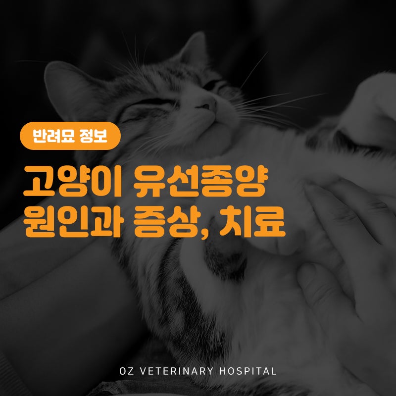 고양이 유선종양 증상과 치료 방법