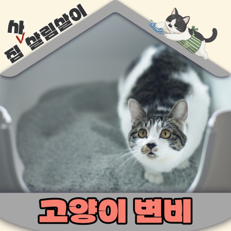  고양이 유산균 겨울에 더 심해지는 변비 이유와 관리방법