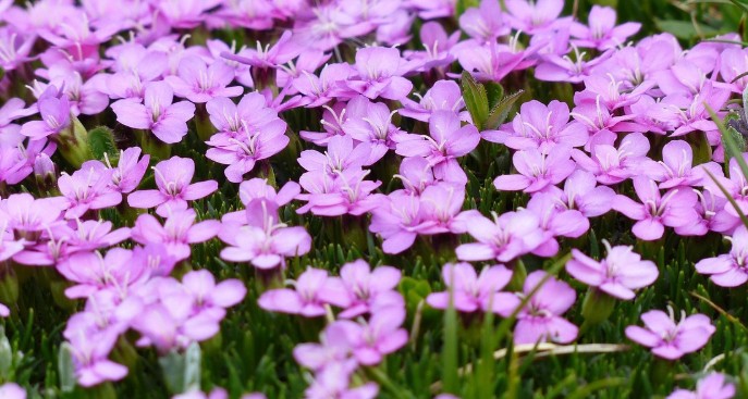  로사캠피온 꽃말 알아보기