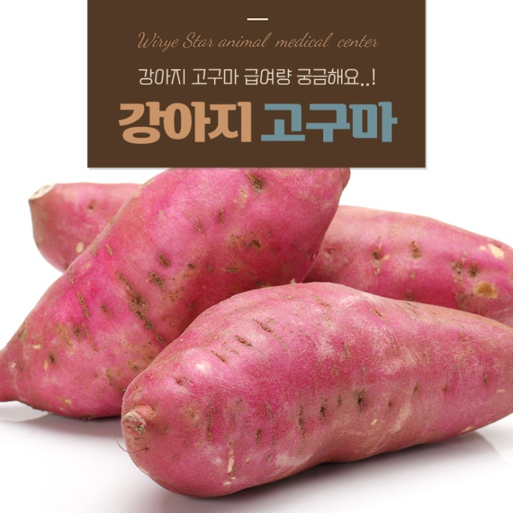  강아지 고구마 먹어도 될까? 안전한 급여량과 효능까지!