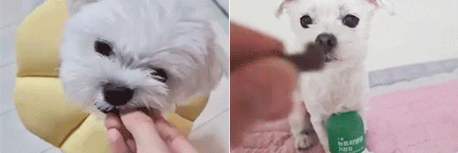  켁 하기 시작하면 보호자로써 마음이 너무 무너져요ㅜㅜ