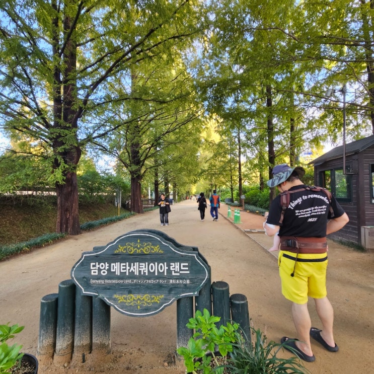 담양 가볼만한곳 메타세콰이어 가로수길