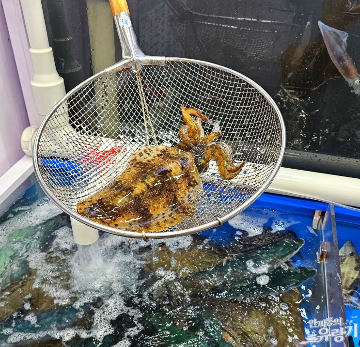  무늬오징어 시즌 삼척항 활어회센터 12월 제철회 무늬 오징어회