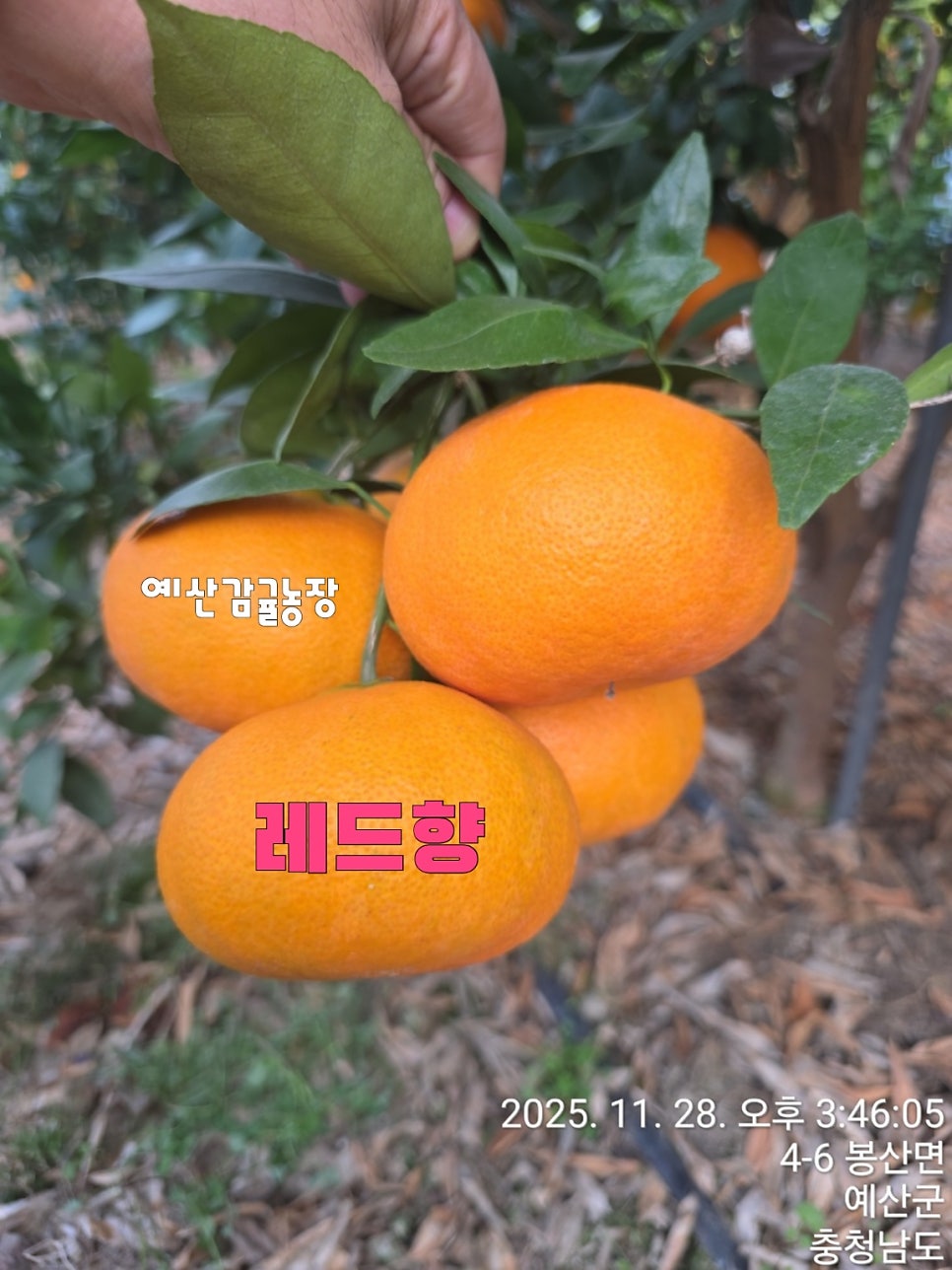 춘천명동닭갈비 사진 4
