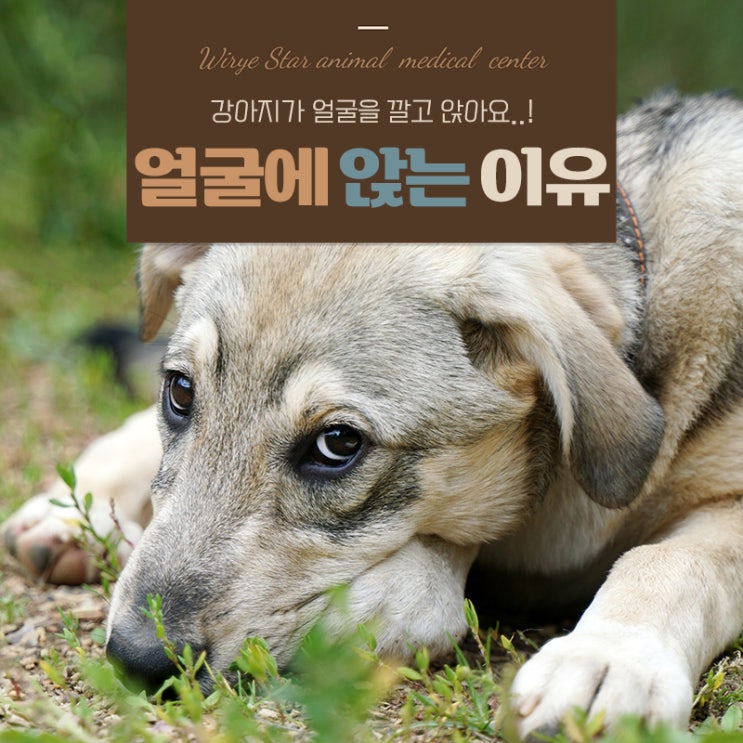  강아지가 얼굴 깔고 앉는 이유, 무시하는걸까?