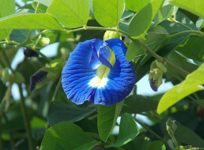  나비완두콩 효능 꽃말 알아보기