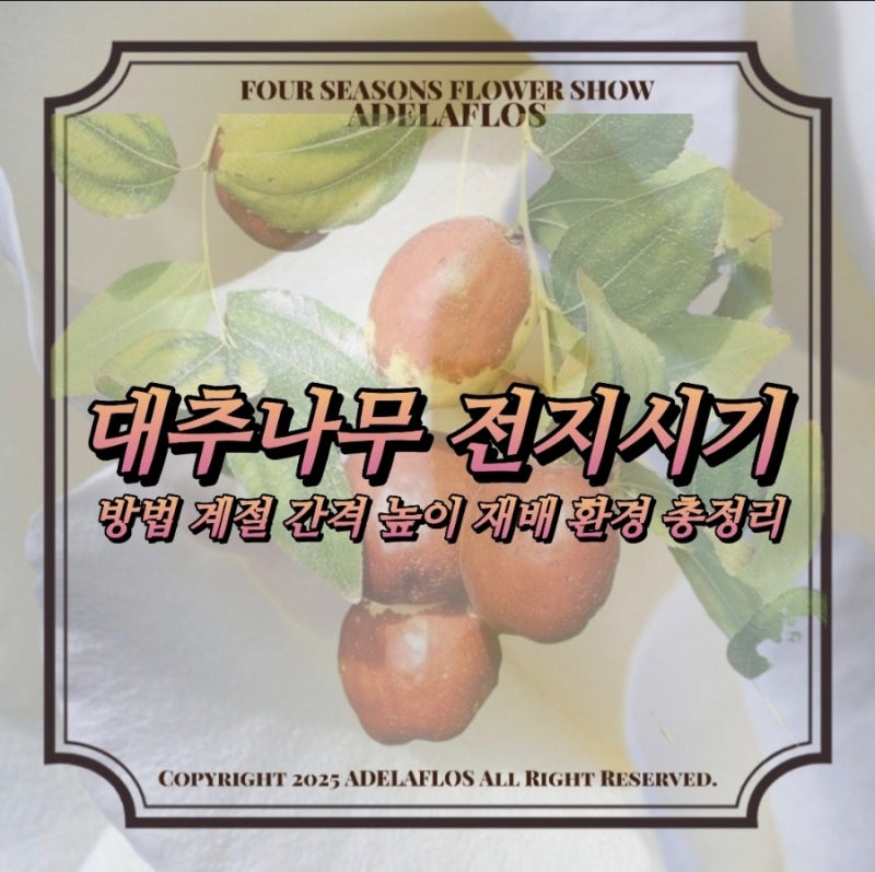 대추나무전지시기 방법 계절 간격 높이 재배 환경 총정리