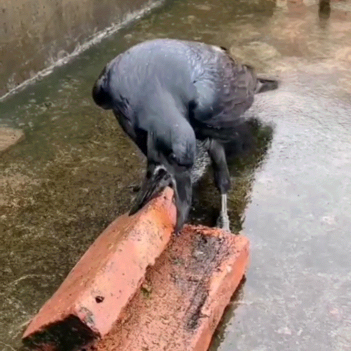  까마귀 아이큐, 얼마나 똑똑할까? 반려동물 키우기 반려조 가능할까?