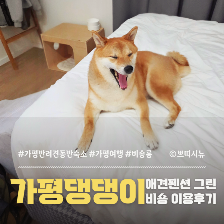  가평 반려견 동반 숙소 '댕댕이 애견펜션 그린 비숑룸' 이용 후기