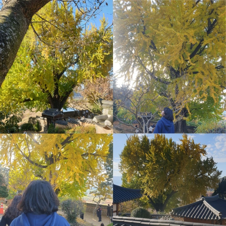  밀양 금시당 백곡제 은행나무 명소 주차