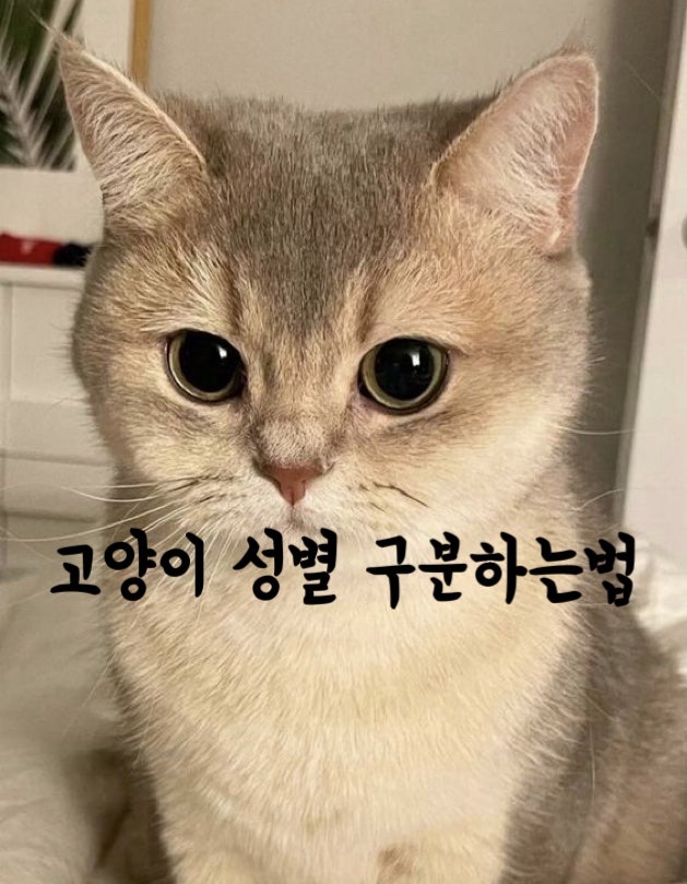 고양이 성별 구분, 생식기 행동 특징으로 암수 구별하는 쉬운 방법