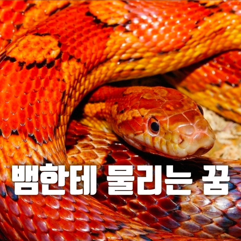뱀한테 물리는 꿈 상황별 해석 27가지 총정리