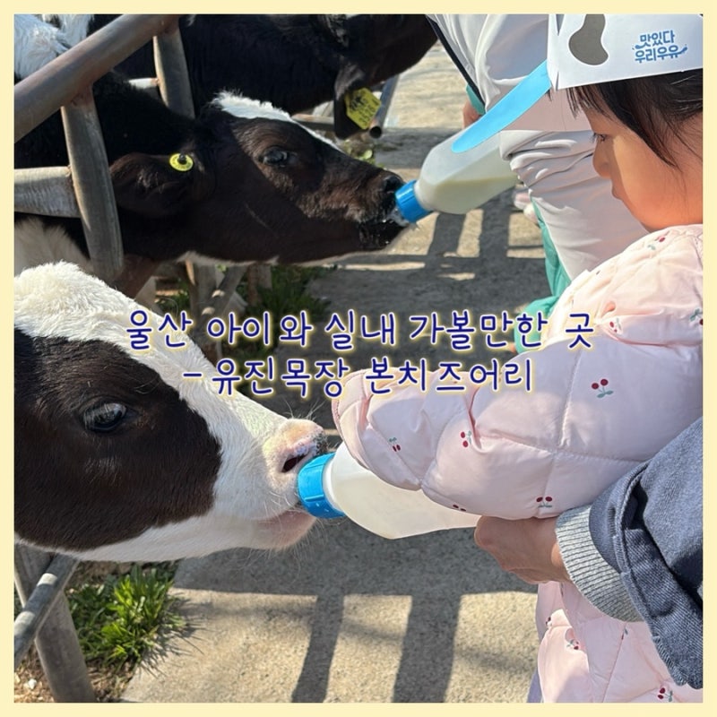 유진목장 본치즈어리, 울산 부산근교 아이와 겨울방학 실내 체험 놀거리, 피자 만들기 만족 ....