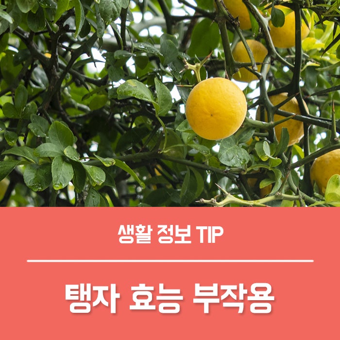 탱자나무 열매 탱자효능 5가지! 부작용은?