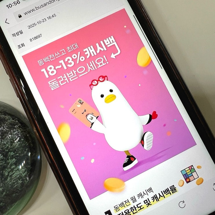 연말 최고의 선물이 동백전이네요! 13% 캐시백 선물 꼭 챙기세요!