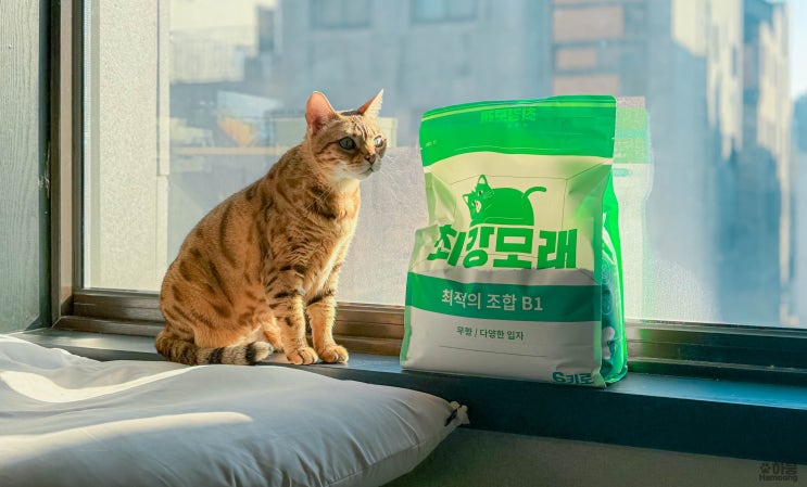  벤토나이트 고양이모래 추천 잘굳는모래 최강모래