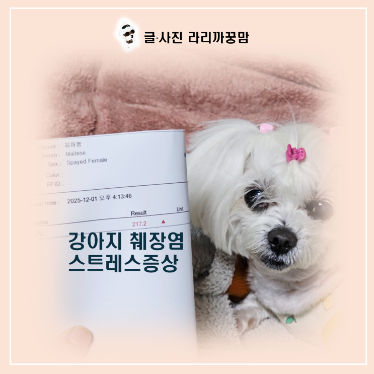  12살 노견 꿍이에게 닥친 강아지 췌장염 위기, 강아지 스트레스가 만든 숨은 진실