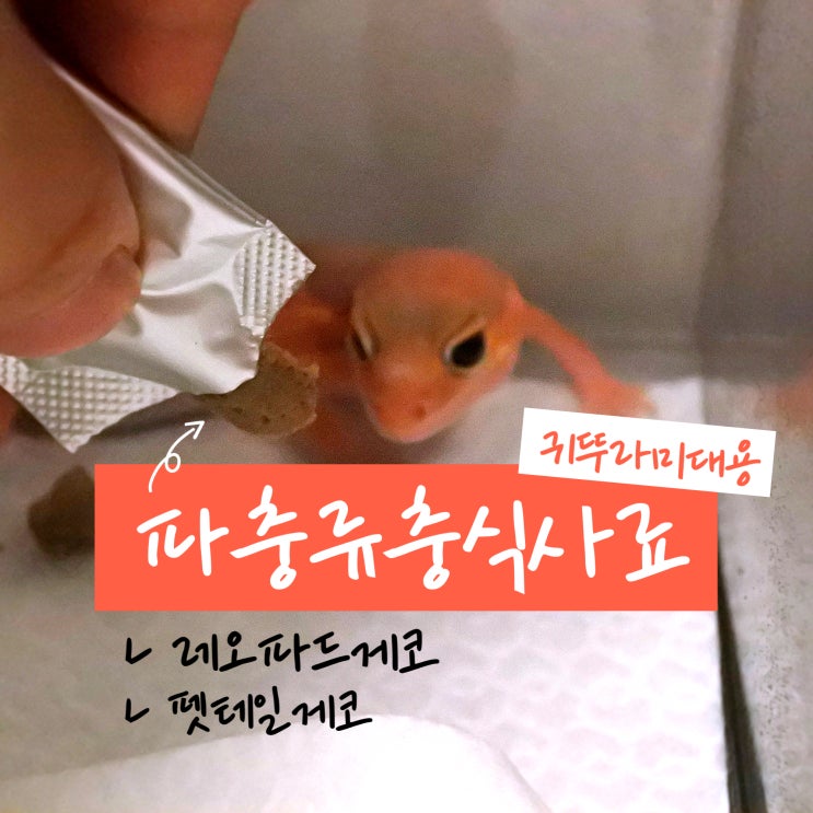  레오파드게코사료 파충류먹이 귀뚜라미 충식 대용 폴라이트렙타일 슈퍼츄르 펫테일게코도 잘먹네요
