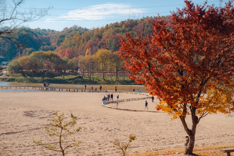 경북 영주 부석사 무섬마을 사과따기 체험 국립산림치유원 가을 코스