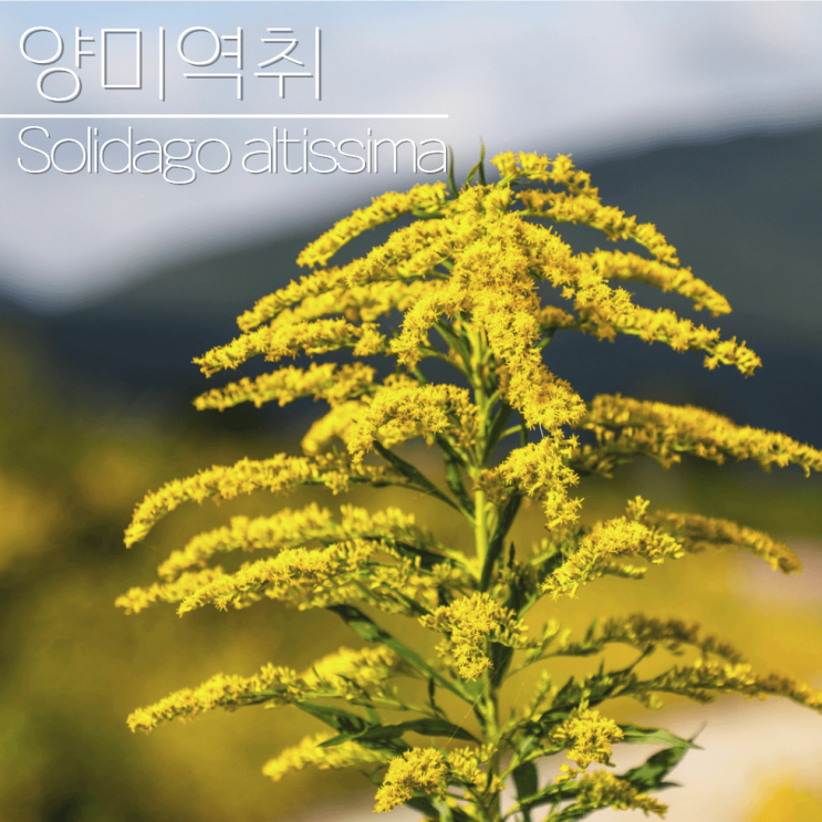  양미역취 포토 꽃말 효능? 알아보기