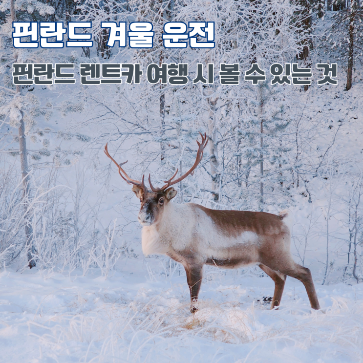  겨울 북유럽 여행 11월말 핀란드 렌트카 여행 도로 상태 볼 수 있는 풍경