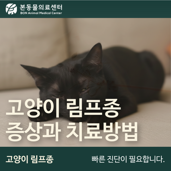 고양이 림프종 림포마 증상 및 치료방법, 수원내과동물병원