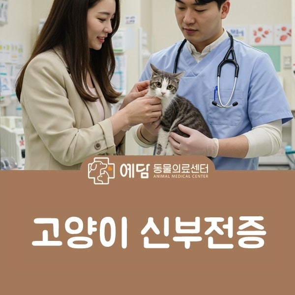 고양이 신부전증 원인과 오줌 증상, 수액 치료 말기