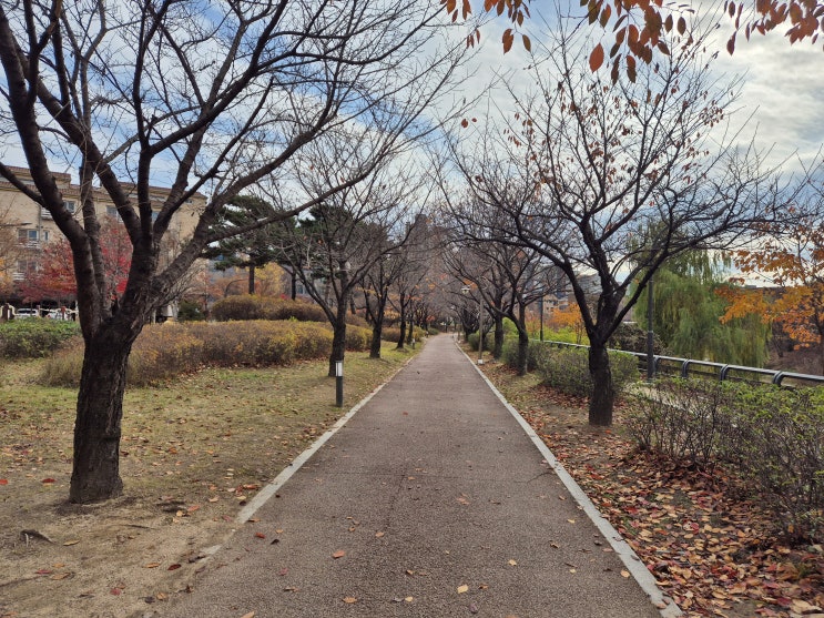  [2026 서울마라톤 훈련 일지] - 11월 결산